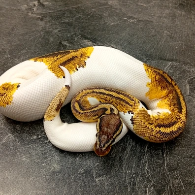 Pastel YB Harleqiun Piebald Het DesertGhost Ball Python - male for sale from Hank´s Ball Stud Farm