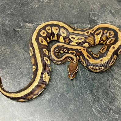 Pastel YB Harleqiun Dh DesertGhost Pied Ball Python - male for sale from Hank´s Ball Stud Farm