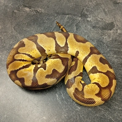 Enchi Pastel Het DesertGhost Pos Het Clown / Cryptic Ball Python - female for sale from Hank´s Ball Stud Farm
