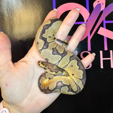 Clown Ball Python - female for sale from Han’s Herps