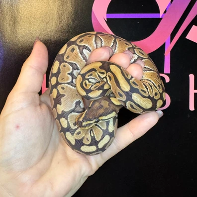 Vanilla 66% Het Clown Ball Python - female for sale from Han’s Herps
