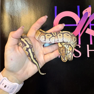 Special Vanilla 66% Het Clown Ball Python - male for sale from Han’s Herps