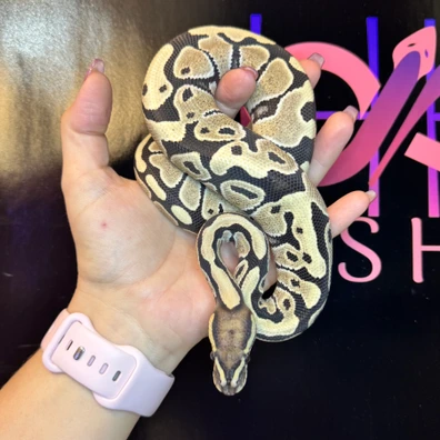 Desert Ghost 50% Het Clown Ball Python - female for sale from Han’s Herps
