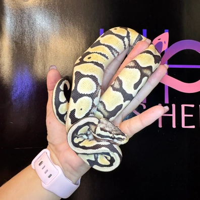 Super Pastel Desert Ghost 50% Het Clown Ball Python - female for sale from Han’s Herps