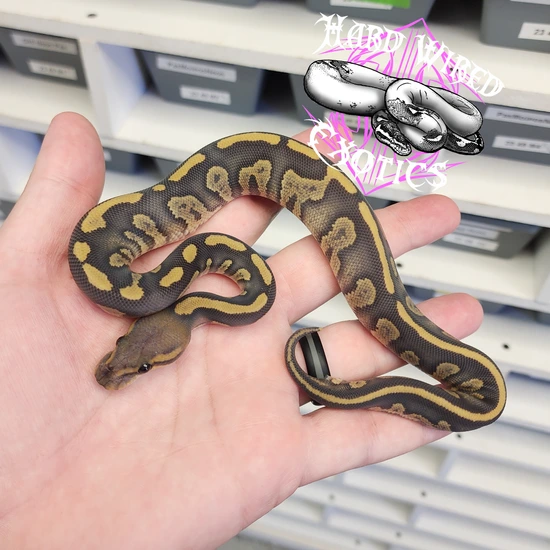 Stranger Hypo Pos Visual Dg Pos Chocolate 100% Het DG Ball Python by ...