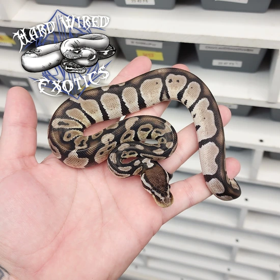 Pastel Tiger Jolliff Axanthic Ball Python by Hard Wired Exotics