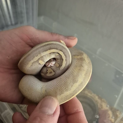 Super Pastel Leopard Mojave 50% Het Clown
