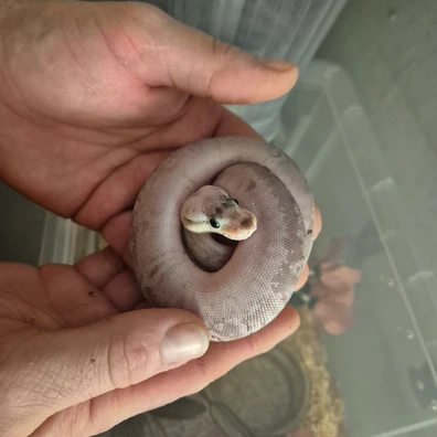 Super Pastel Black Pastel Redstripe Fire Poss Leopard 50% Het Clown