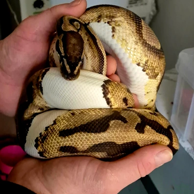 Pied 100% Het Lavender Proven Breeder Ball Python - male for sale from Harlequin Royals
