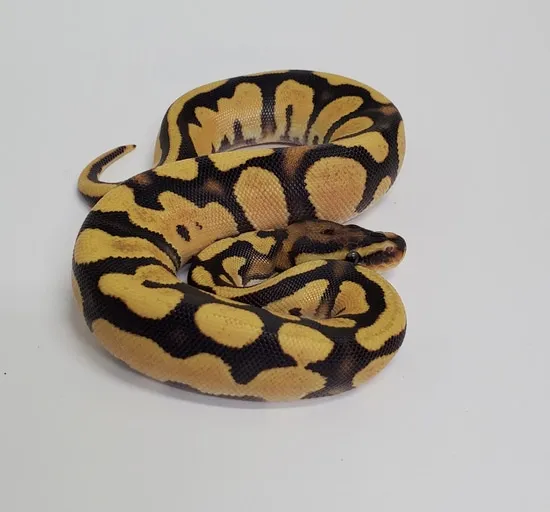 Super OD Fire YB Ball Python by Gulf Coast Exotics