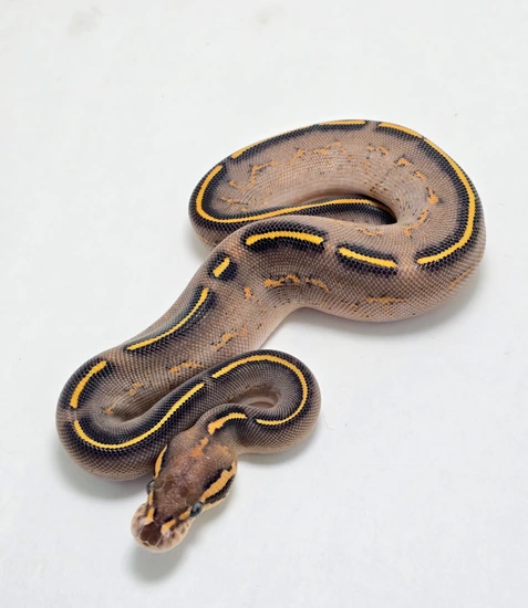 Black Pastel Special Freeway Het Clown Ball Python by Gulf Coast Exotics