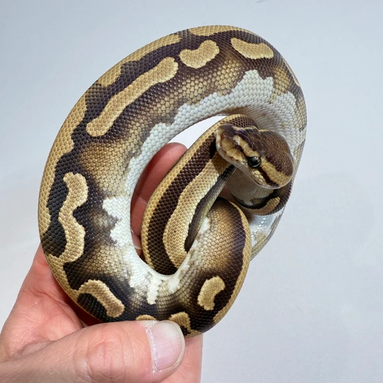 Leopard Mojave Puzzle Ball Python by Royal Canvas Exotics