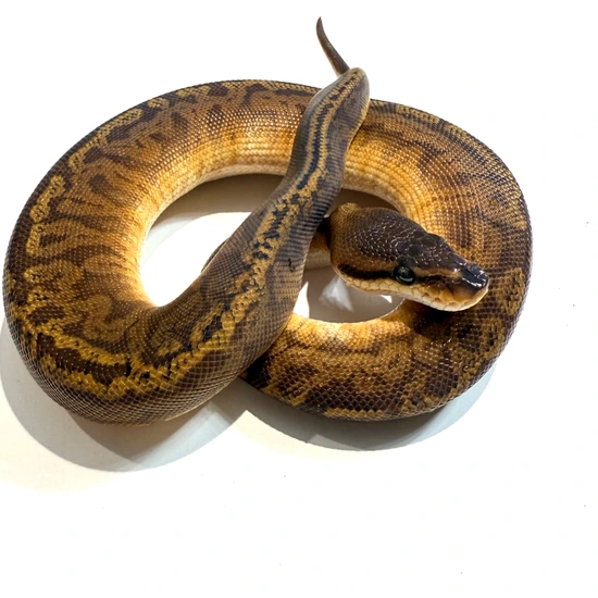 Leopard Sunset 66% Het Clown Ball Python by Royal Canvas Exotics