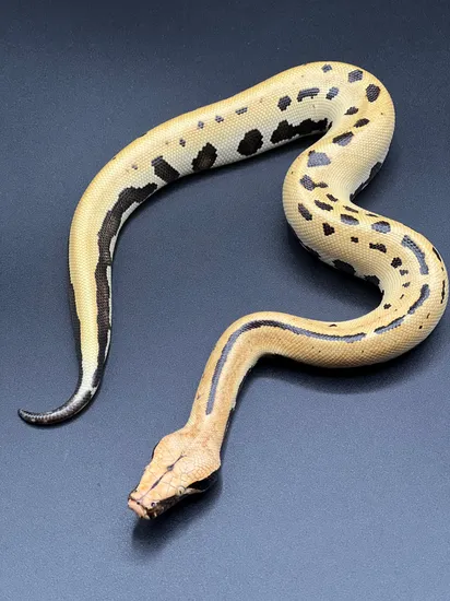 007 Pos Het T+ Blood Python by Hartman Reptiles