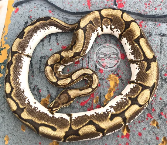 Calider Ball Python by Flat Mountain Pythons