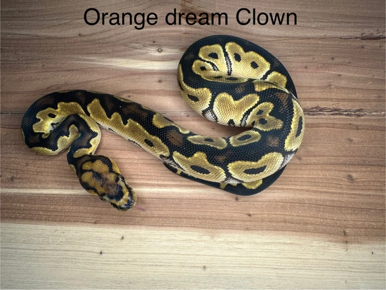*no reserve* fire orange dream clown ball python by... Orange Dream Clown Ball Python by HD Morphs