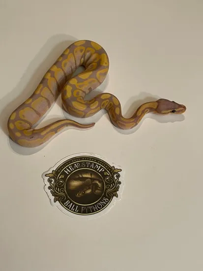 Banana Het Hypo Ball Python by Headstamp Ball Pythons