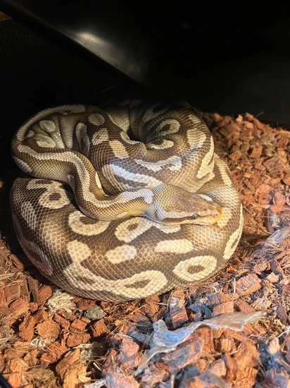Python Phoenix Zoo Phoenix Ball Python by Heart of the Python