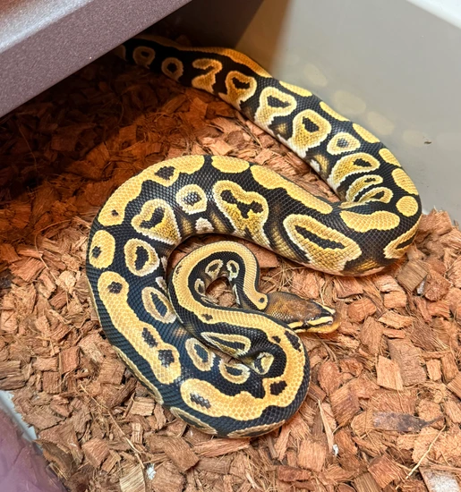 1.2 Cypress Freeway Hypo Clown Project Ball Python by AK Reptiles