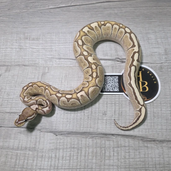 View of Bamboo Enchi Ball Python by Hella Balls Royal Python Breeder
