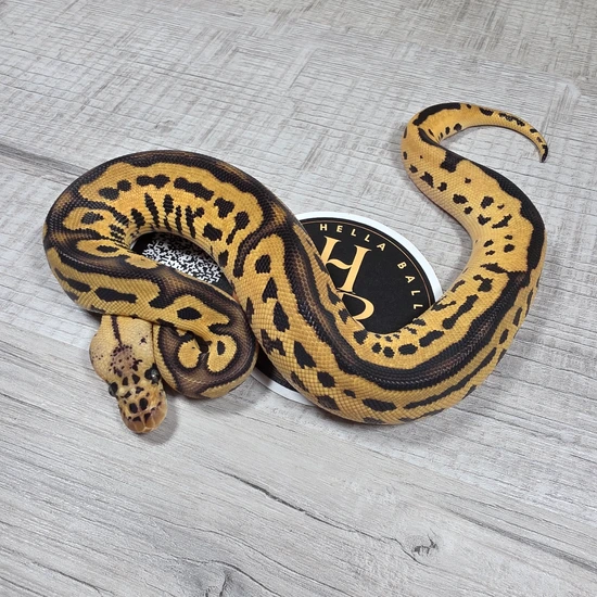 Pastel Leopard Clown Het Sunset Pied Ball Python by Hella Balls Royal ...