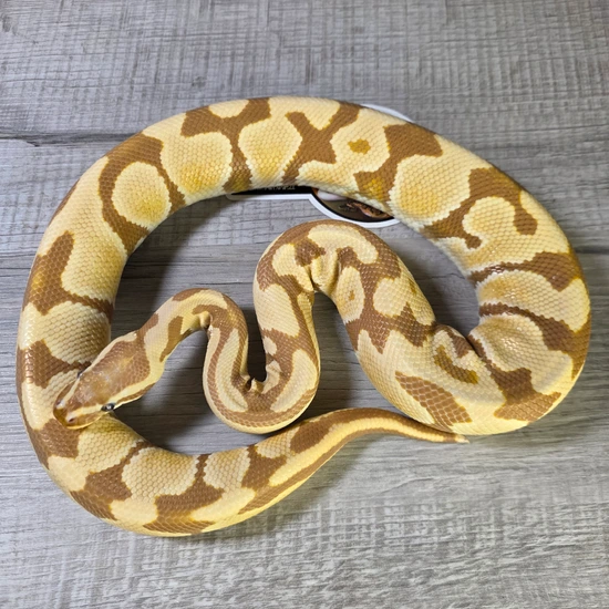 Caramel 66% Het Pied 50% Het Clown Ball Python by Hella Balls Royal ...