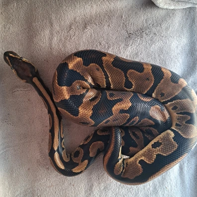 Leo Dh DG AxanthicTSK