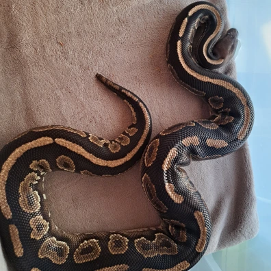 Cinnamon Mahogany 66%h Clown