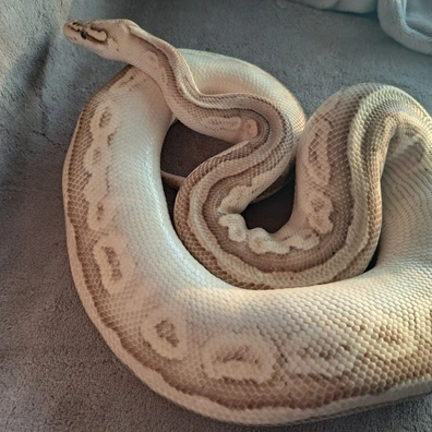SN Bongo Lesser (Pastel) Het Clown