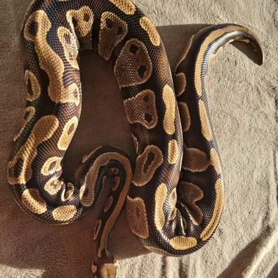 Mahogany Het Pied
