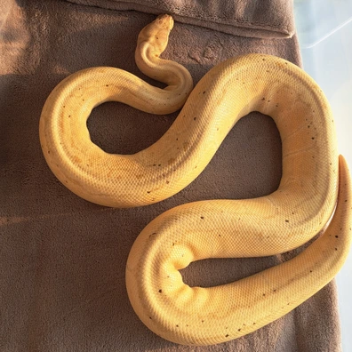 Banana Pastel Pin DG