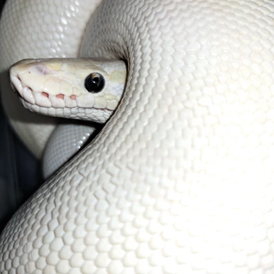 BEL Het Desert Ghost (Butter Phantom)