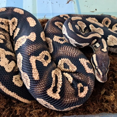 Black Head P YB Het Hypo