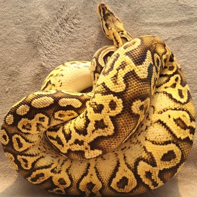 Bongo YB Pastel Het Clown