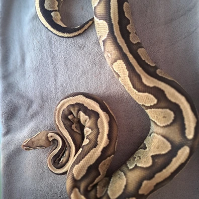 Mahogany Fire 66% Pied