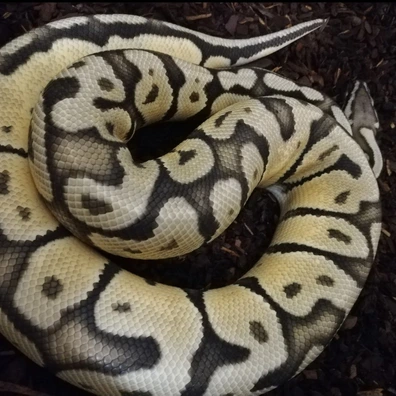 1.1 Firefly Ghost, BH P YB Het Hypo Ball Python - female for sale from BrightMountain Exotics