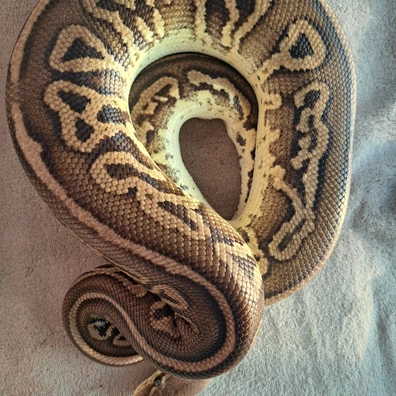 1.1 Leo Pewter Dh Lavender Clown, Enchi Clown Ball Python - female for sale from BrightMountain Exotics