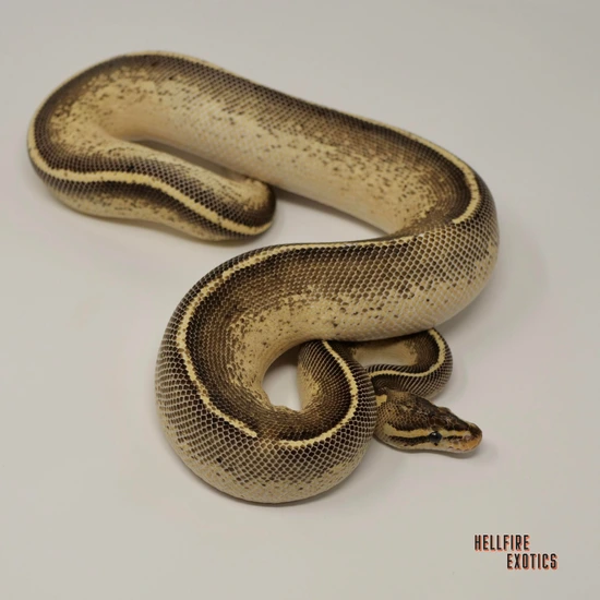 Python Cinnamon Freeway Freeway Poss Honey 50% Het Pied Ball Python by Reptiform