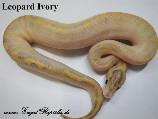 Leopard Ivory Ball Python by Engel-Reptiles