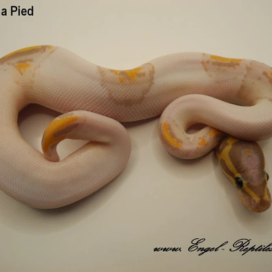Banana Piebald