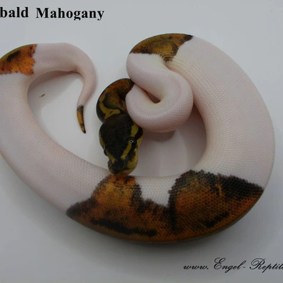 Mahogany Piebald