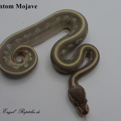 Phantom Mojave