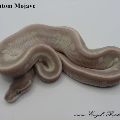 Phantom Mojave