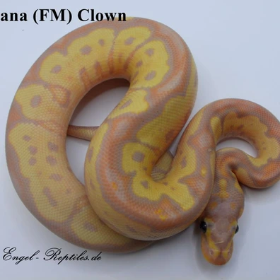 Banana Clown (FM)