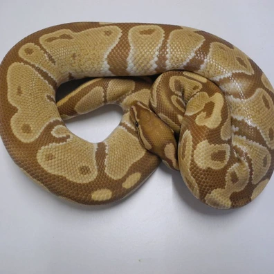 Ultramel Het Piebald Ball Python - male for sale from Engel-Reptiles