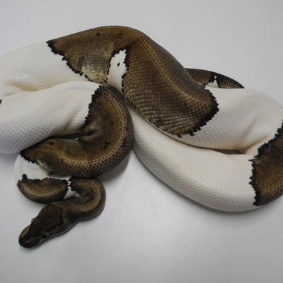 Mojave Pinstripe Piebald Ball Python - male for sale from Engel-Reptiles