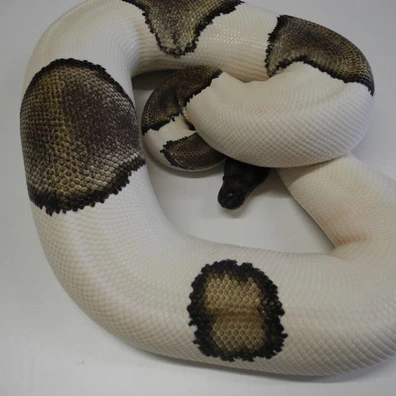 Mojave Piebald Ball Python - female for sale from Engel-Reptiles