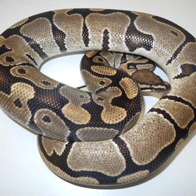 Blade TH Ultramel Piebald Clown Ball Python - male for sale from Engel-Reptiles