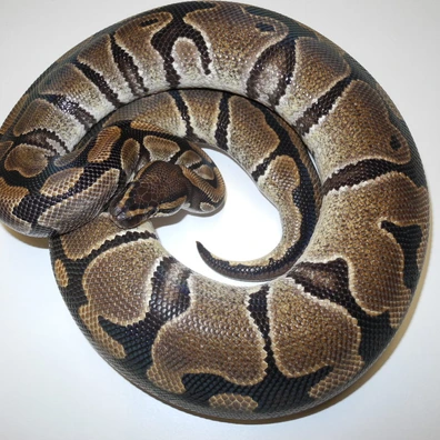 Blade TH Ultramel Piebald Clown Ball Python - female for sale from Engel-Reptiles