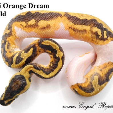 Enchi Orange Dream Piebald Ball Python - male for sale from Engel-Reptiles